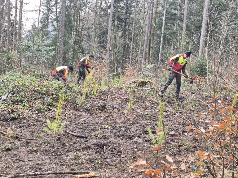 Agrargemeinschaft Nenzing, Vorarlberger Agrargemeinschaften, Wald