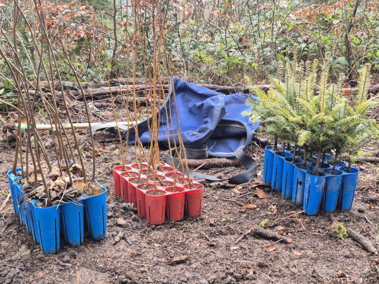 Agrargemeinschaft Nenzing, Vorarlberger Agrargemeinschaften, Wald