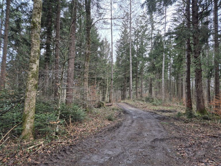 Agrargemeinschaft Nenzing, Vorarlberger Agrargemeinschaften, Wald