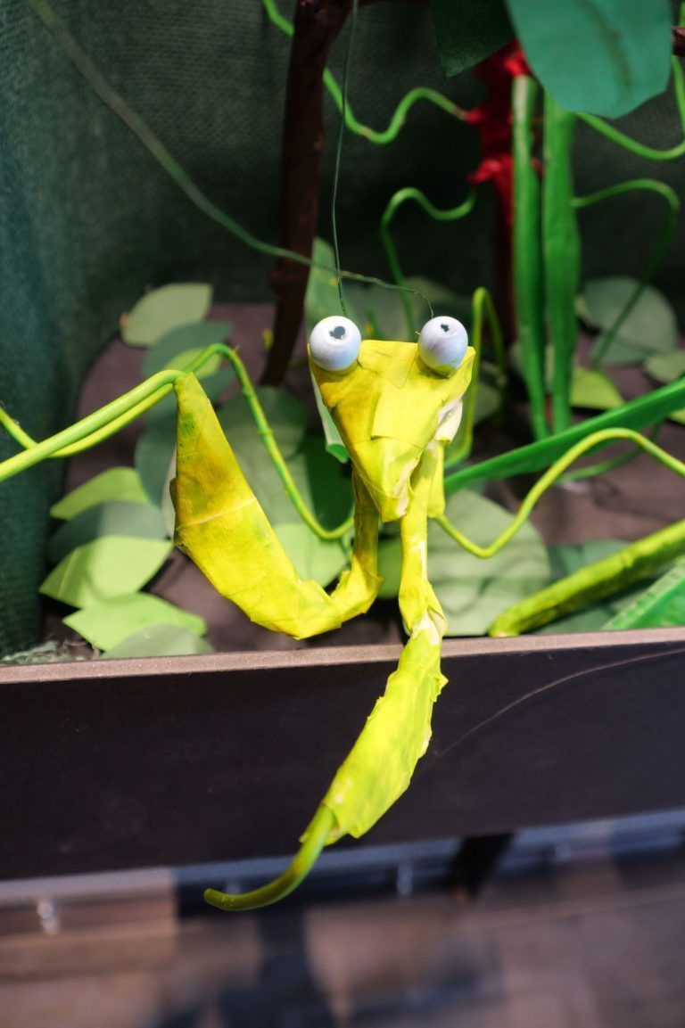Schüler setzen Insekten in Szene: Kunstvoll umgesetzt - Auch vor Heuschrecken schreckten die Schülerinnen des PFZ Feldkirch nicht zurück.