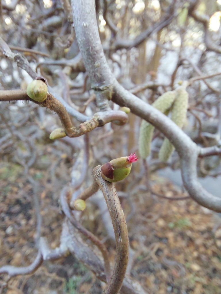 Werkzeugpflege, Knospen und Baumschnitt: Knospen. Baumschnittkurse in Rankweil erfreuen sich großer Beliebtheit. (Bildergalerie)
