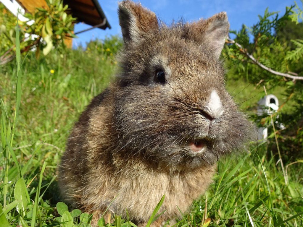 &#8220;Tierisch interessant&#8221;: Das unterschätzte Kaninchen