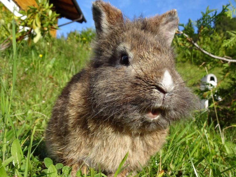 Kaninchen Tierserie Tierisch interessant