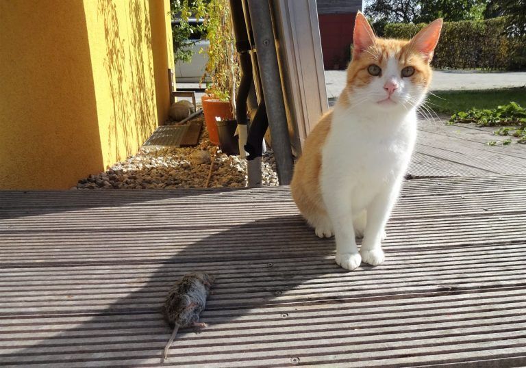 Tierserie Teil 3 Wohnungskatzen