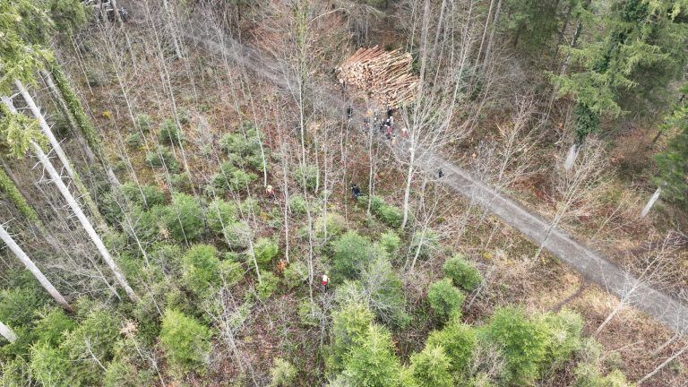 Wald, Aufforstung, Mischwald, Agrargemeinschaft Nenzing