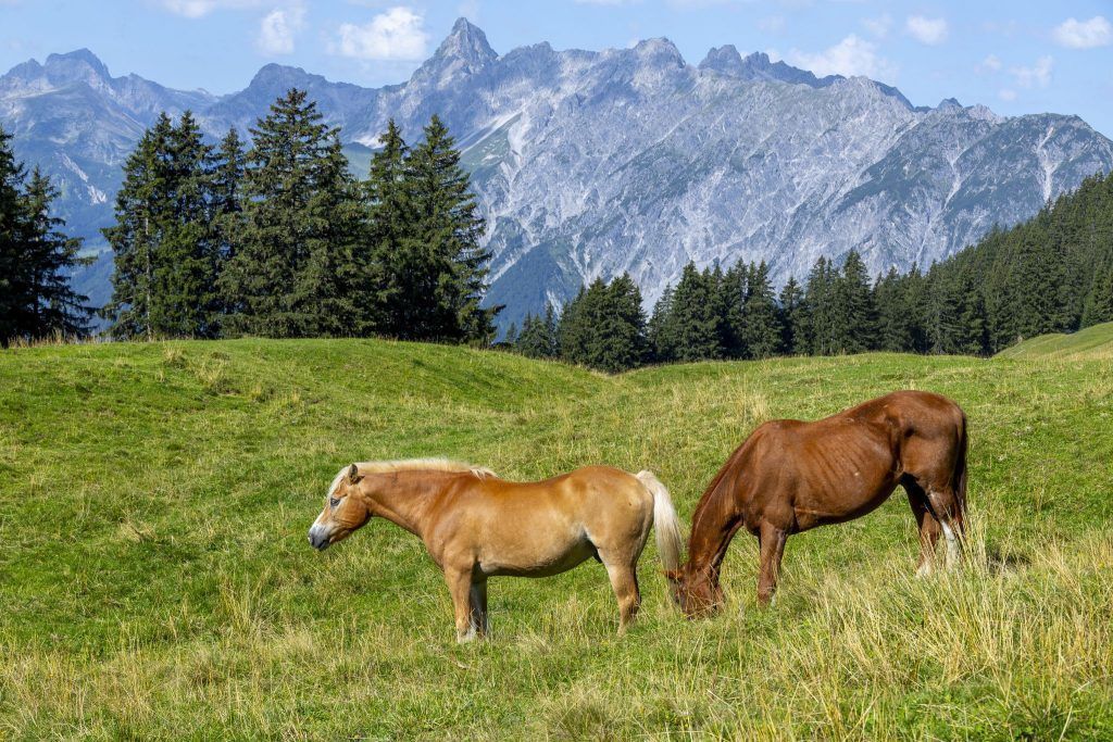 Flurnamen in Vorarlberg: Vom Rosshimmel bis zu Henkeichen