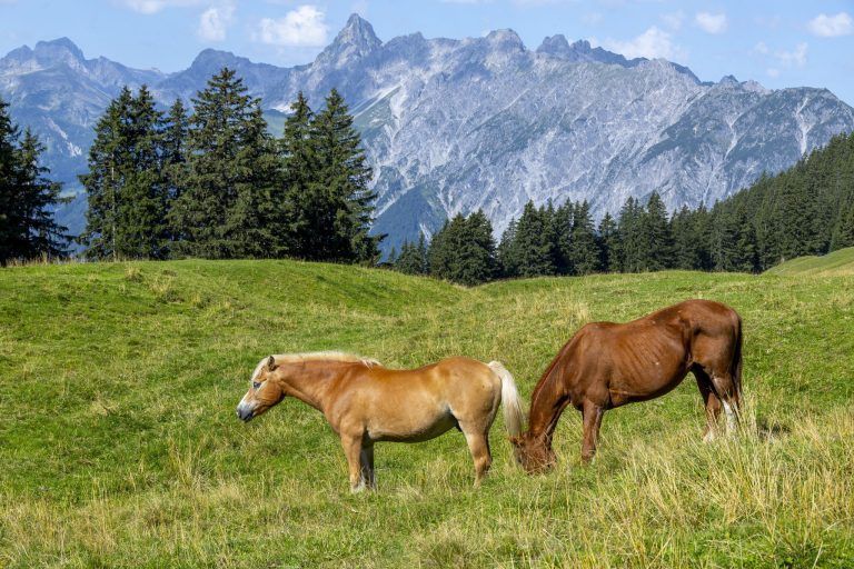 Flurnamen in Vorarlberg: Vom Rosshimmel bis zu Henkeichen