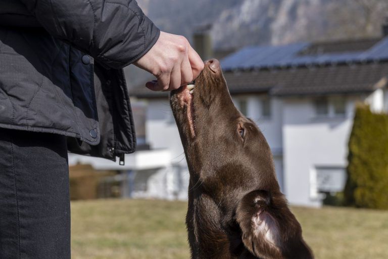 "Tierisch interessant": Brauchen wir den Hundeführerschein?