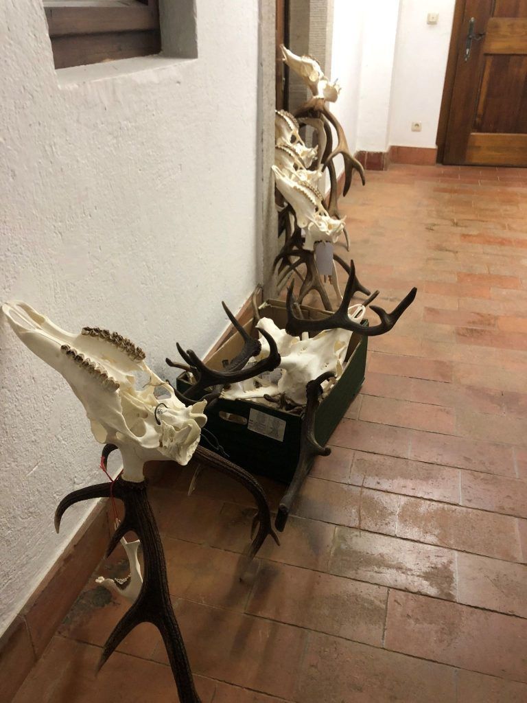 Abschusskontrolle im Schindlersaal: Die Jäger legen ihre Ernte vor