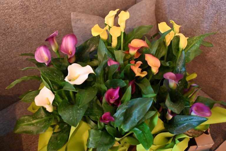 Vielfältigkeit in Brazer Gärten: Blumenschmuck