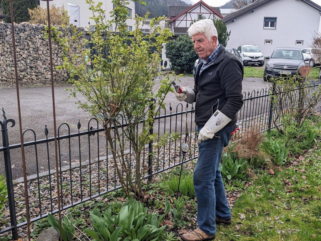 Rosen richtig schneiden