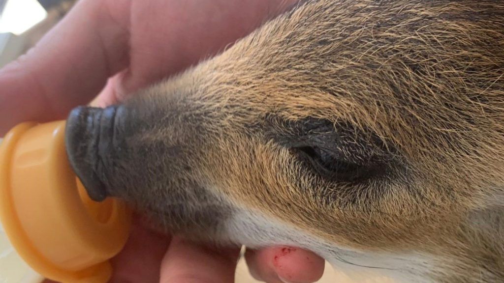 Leserbrief: Wildtierhilfe am Ende?