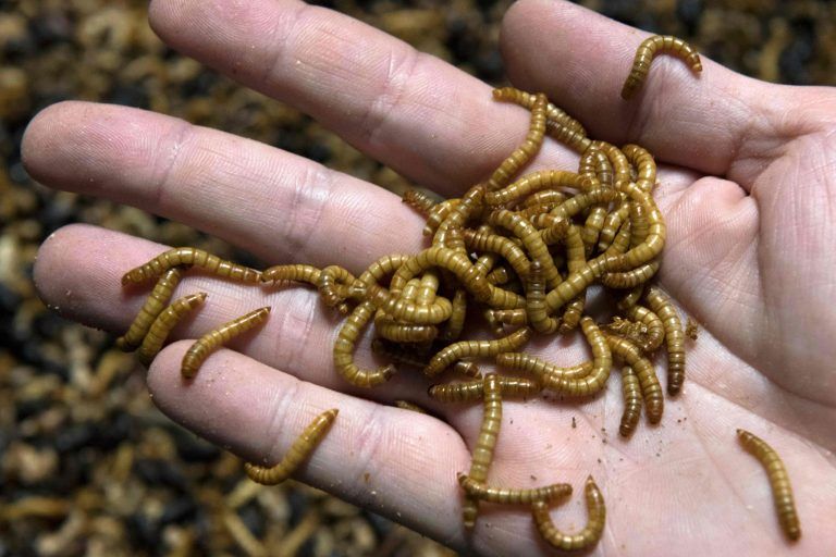 FRANCE-AGRICULTURE-ANIMALS-MEALWORMS