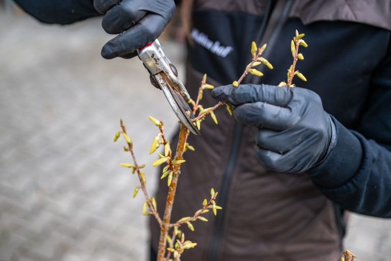 Das neue Gartenjahr startet, Mahlerhof Höchst