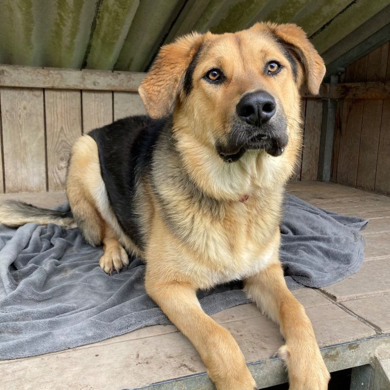 Tierecke KW 11