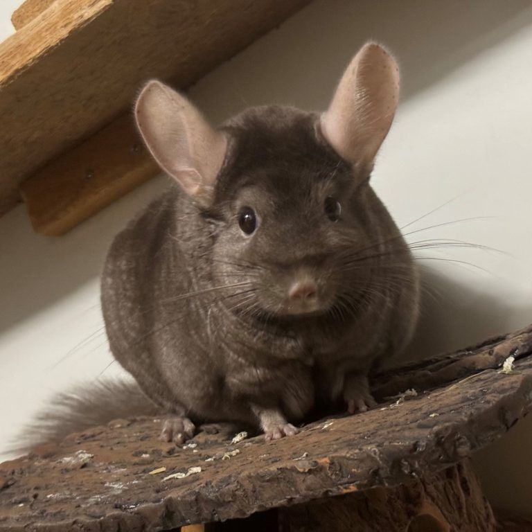 Tierecke KW 11