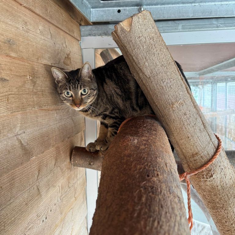 Tierecke KW 12