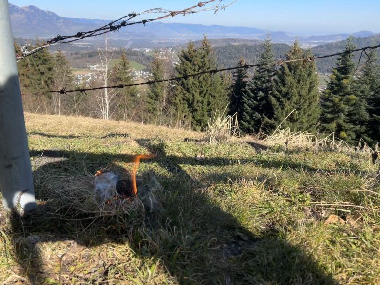 Funkenzunft Amerlügen, Funken, Absage