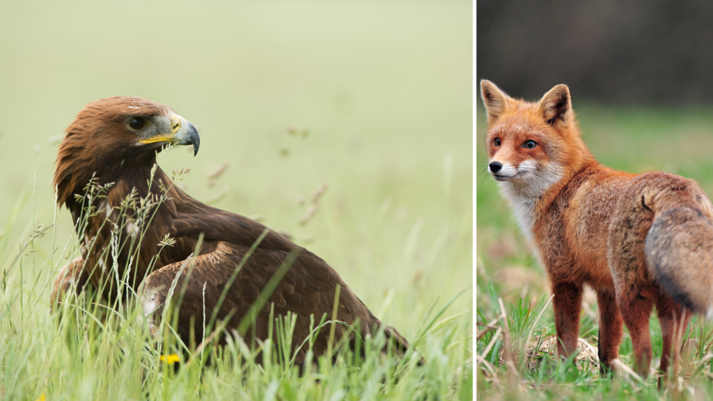 Steinadler reißt Fuchs in Schoppernau!