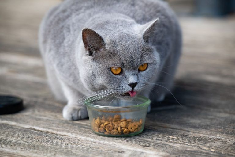 Tierisch interessant Miez Katze