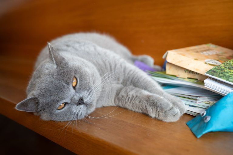 Tierisch interessant Miez Katze