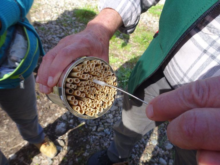 Ein neues Zuhause für Wildbienen & Co. : Bernhard Huchler zeigt, wie alte Schilfröhrchen gereinigt und somit optimal vorbereitet werden.