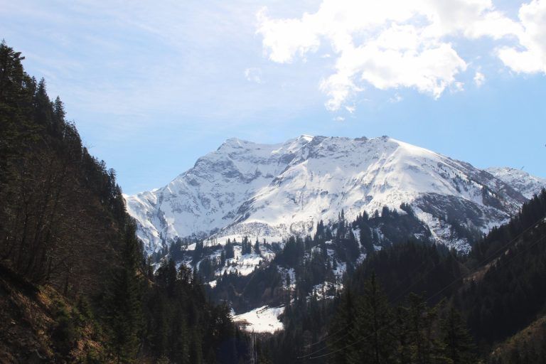 Schneeweiße Blüten, blütenweißer Schnee: Schnittstelle zwischen Winter und Frühling: wenige Fahrminuten „hinter Mellau“ öffnet sich den Autofahrern diese weiße Winterkulisse.