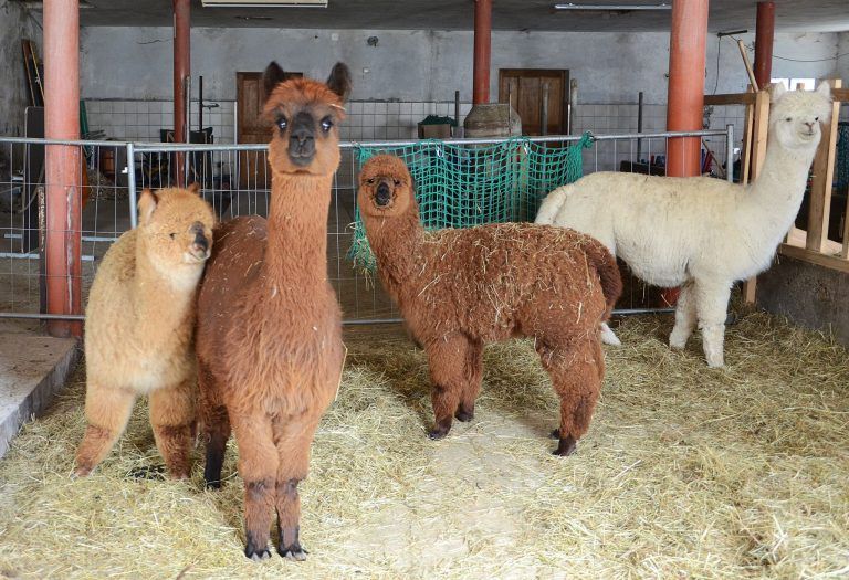 Dem Alpaka-Charme verfallen: Die Offene Stallhaltung ermöglicht den Alpakas vom Sonnenbühl-Hof ein artgerechtes Leben. HRJ