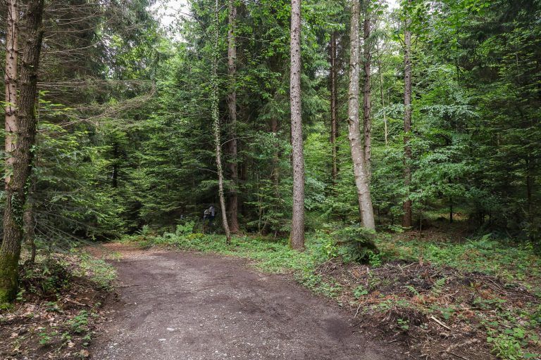 Wo der nächste Waldfriedhof Vorarlbergs entstehen soll