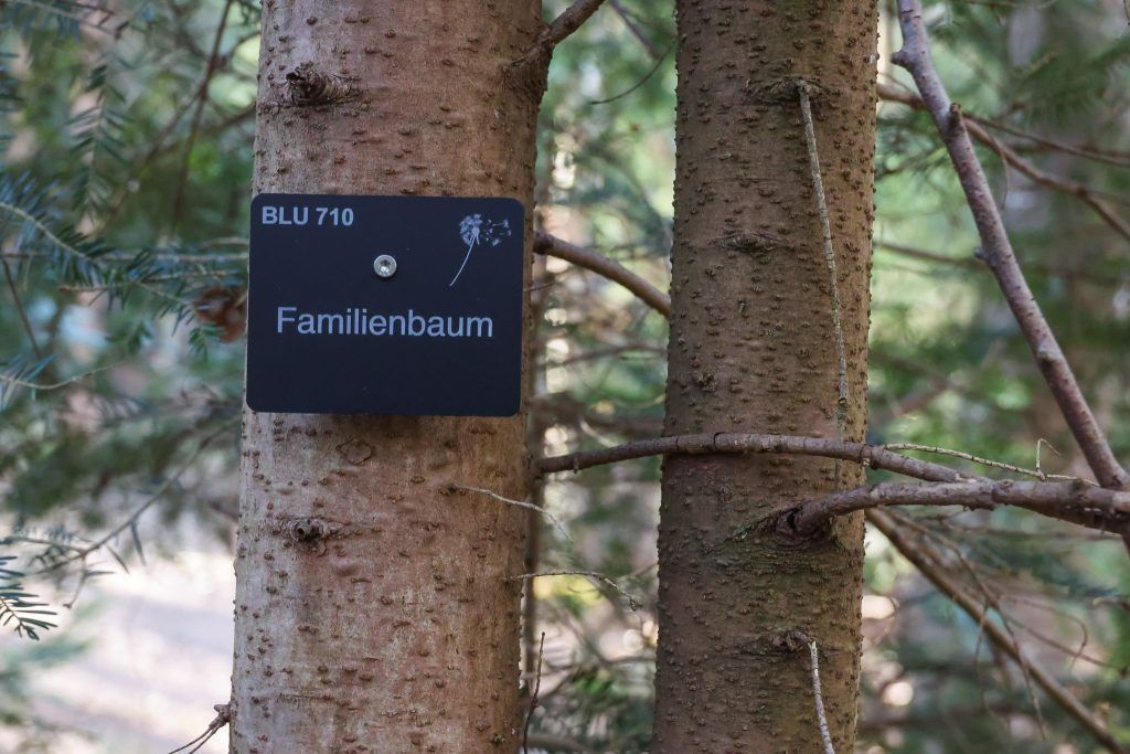 Wo der nächste Waldfriedhof Vorarlbergs entstehen soll