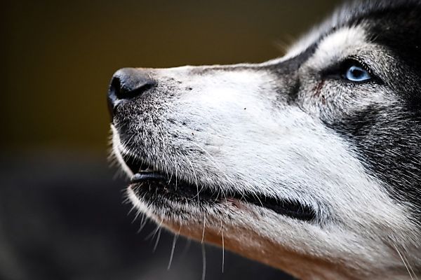 Hunde in Steiermark qualvoll gehalten &#8211; 15 Tiere abgenommen