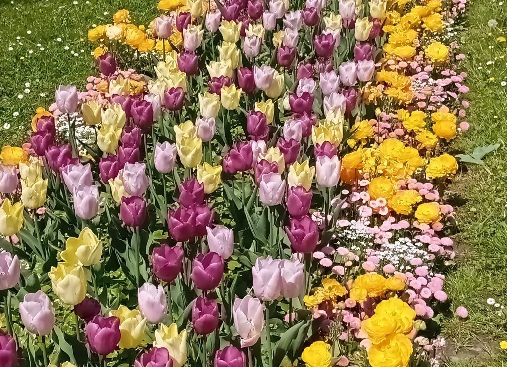Leserbrief: Blumenflor in den Bregenzer Seeanlagen