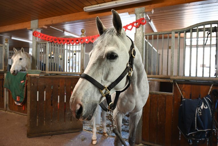 Ein Herz für den Reitsport: Mit ihrem Pferd Colestus Cambridge siegte Katharina Rhomberg im Team in Mexiko.