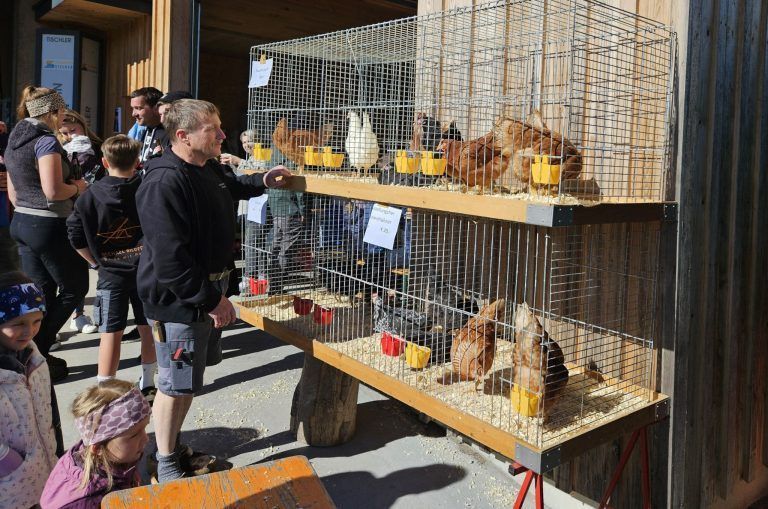 Großes Interesse an kleinen Tieren: Legehennen waren bei den Marktbesuchern sehr gefragt.