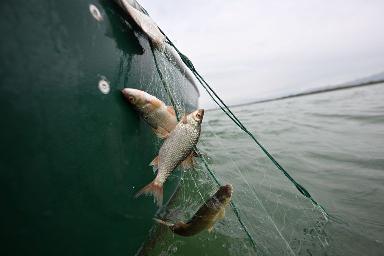 ABD0005_20240919 – LANGENARGEN AM BODENSEE – DEUTSCHLAND: 16.09.2024, Baden-Wrttemberg, Langenargen Am Bodensee: Mehrere Rotaugen werden im Auftrag der Fischereiforschungsstelle Langenargen im Netz aus dem Bodenseegefangen gezogen. Die Rotaugen wurden am frhen Morgen mit einem Netz gefangen. Der gesamte Fang ist Teil einer Fisch-Bestandsaufnahme, die die FFS alle fnf Jahre macht. (zu dpa: ÇBodensee-Inventur: Rtsel um […]