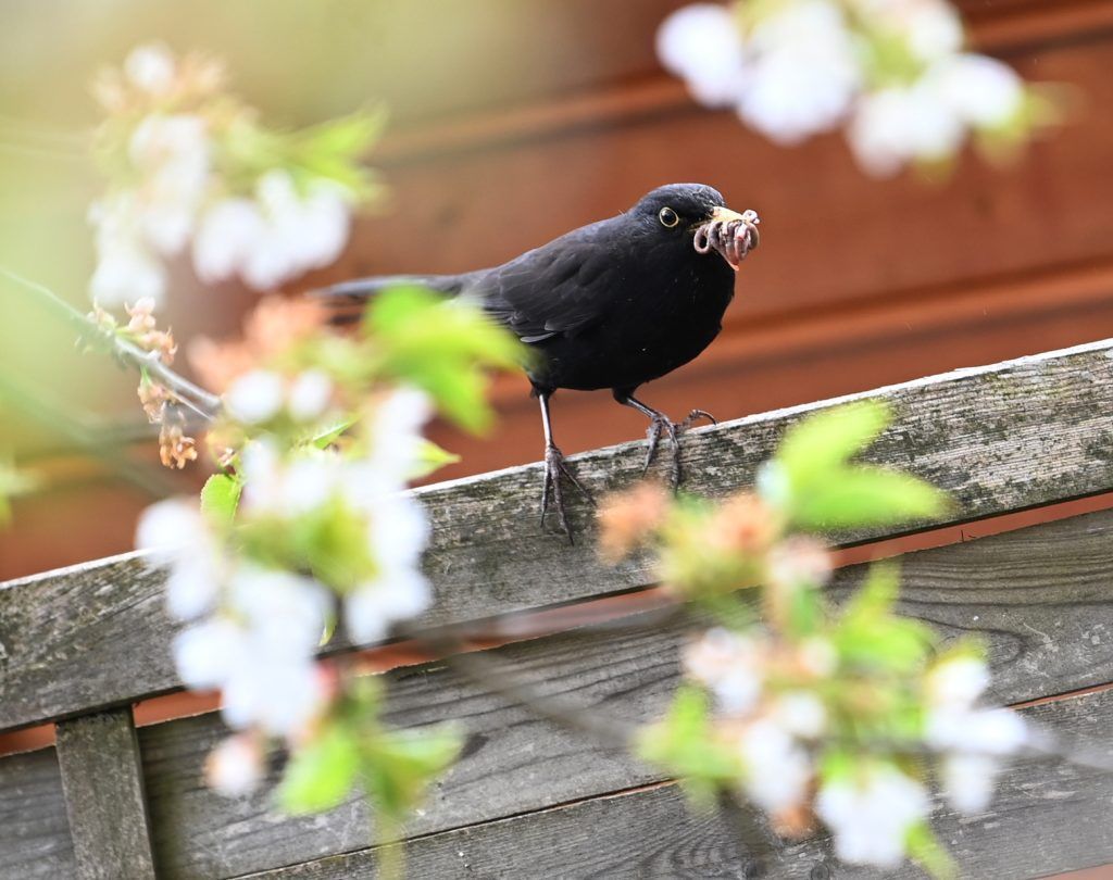 Leserbrief: „Wetter tut Wildtieren nicht gut“