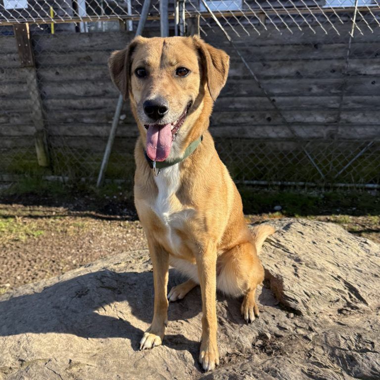 Tierecke KW 14