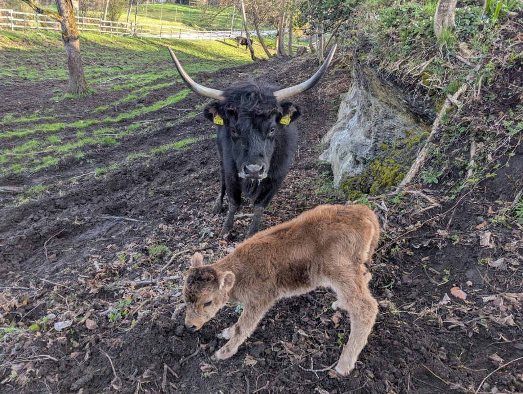 Freude im Wildpark über urigen Nachwuchs