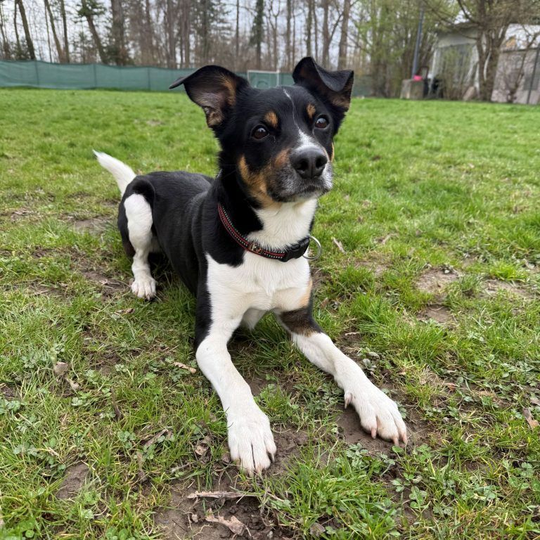 Tierecke KW15