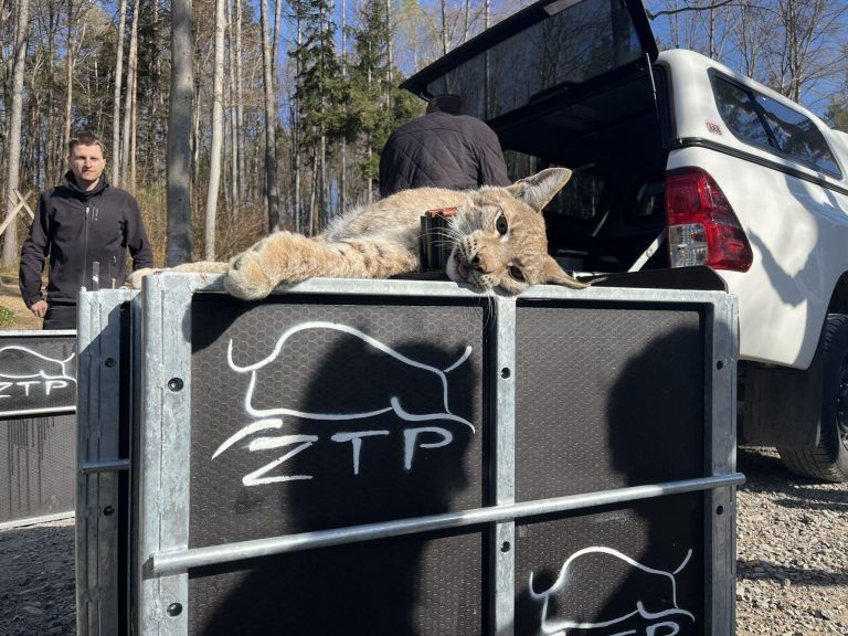 Wildpark Feldkirch, Auswilderung Luchs, Mika und Markus Herburger, Luchspaten