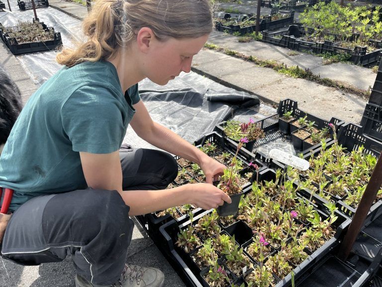 Miriam Amann, Gärtnerei Flora mirabilis