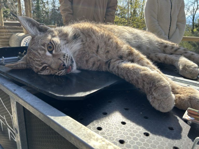 Wildpark Feldkirch, Auswilderung Luchs, Mika und Markus Herburger, Luchspaten