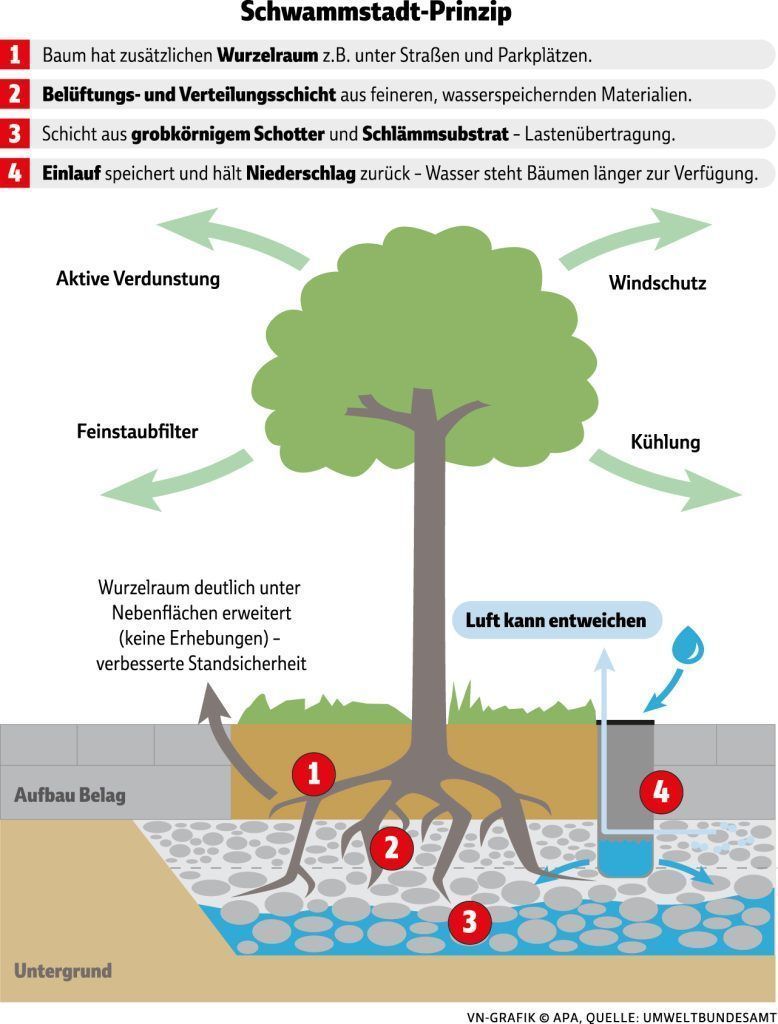 "Die Bäume schaffen diese Hitze nicht mehr"