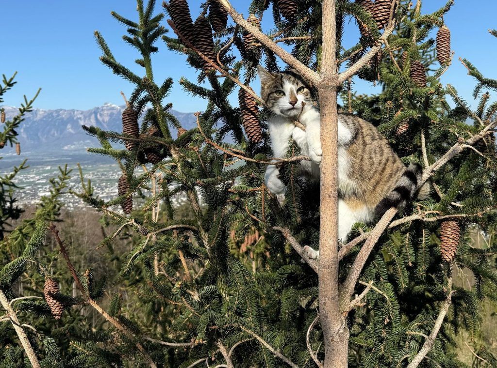 „Er thronte dort wie der König der Wälder“: Wie Kater Simba die Feuerwehr auf Trab hielt