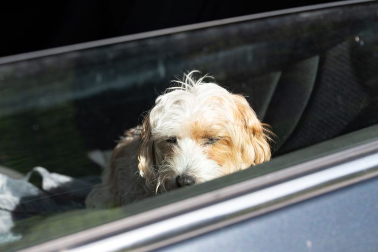 Tierisch interessant - Hund