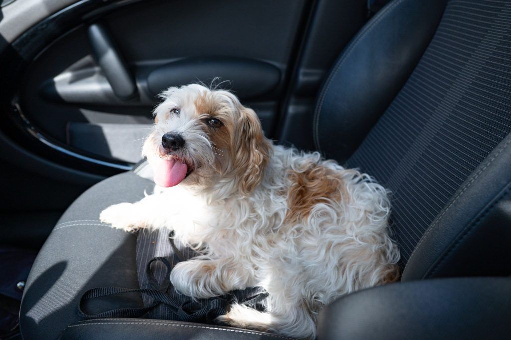 &#8220;Tierisch interessant&#8221;: Rettung aus dem heißen Auto