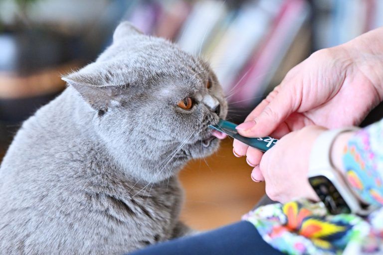 Tierisch interessant Katze Muni 2 Jahre alt Halterin Birgit Hackspiel