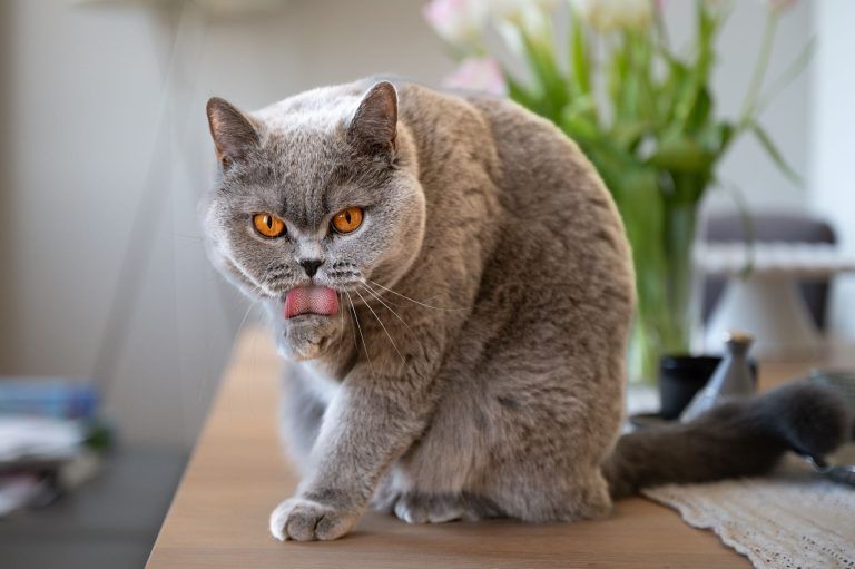 Tierisch interessant Katze Muni 2 Jahre alt Halterin Birgit Hackspiel