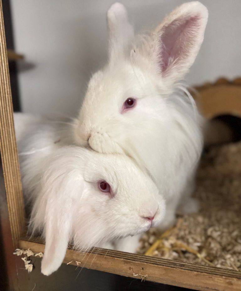 Frühlingsmarkt für Tierfreunde: Die Tierheimbewohner wie hier Dagobert und Daisy freuen sich über Besuch.