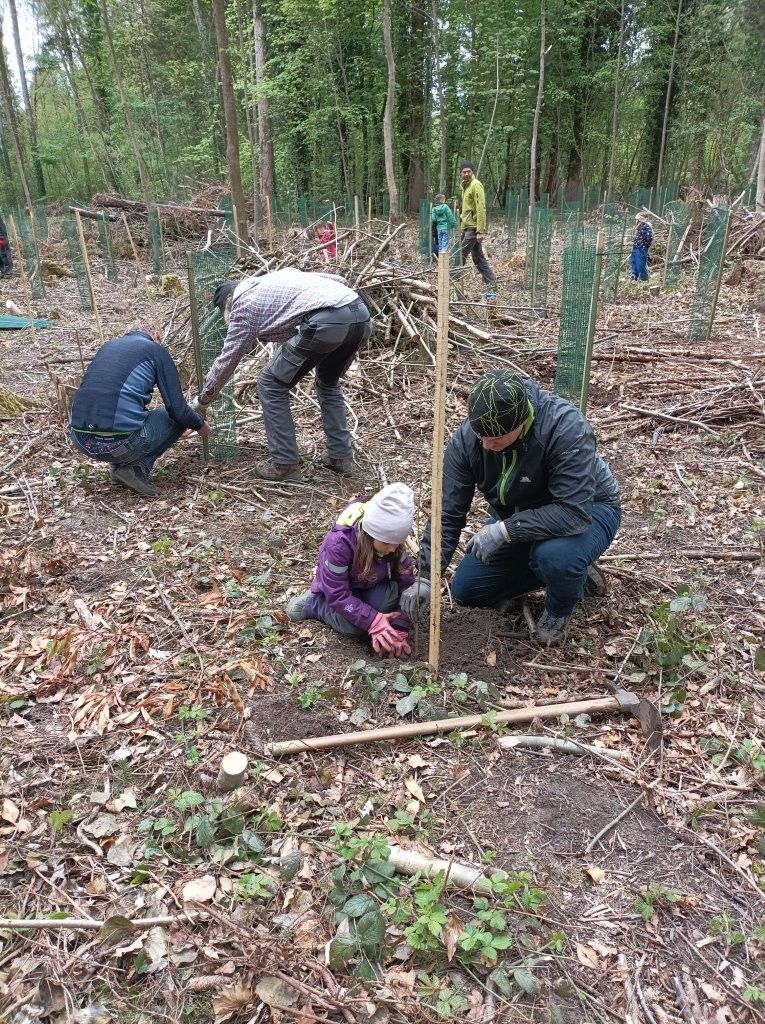 Gemeinsam den Rankweiler Wald neu beleben: Kinder mit den Eltern haben 80 neue Bäume gesetzt.